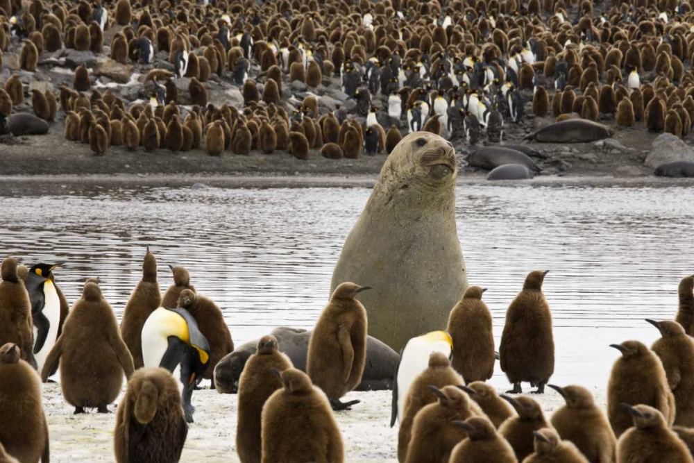 South Georgia Isl, Elephant seal and king penguin